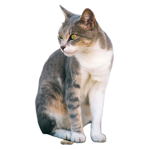 Close Up Of A Calm Cat With A Light Background, Sitting Outdoors In Tunis, Tunisia. 15457 - Cat PNG image with transparent background